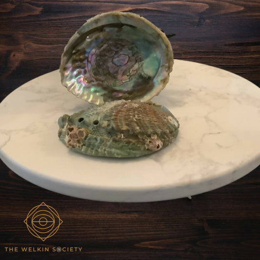 The Welkin Home Collection Abalone Shell