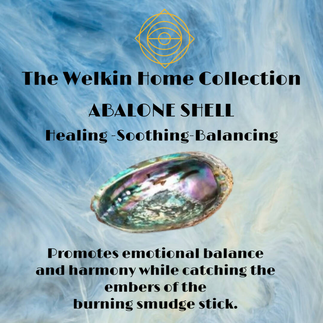 The Welkin Home Collection Abalone Shell